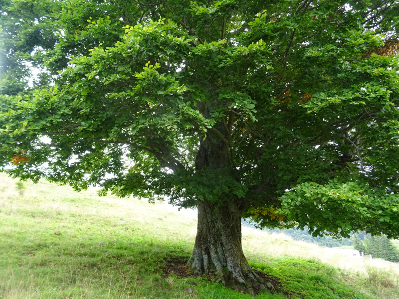 I grandi faggi di Malga Braetta - Lessinia (VR)